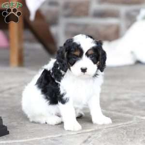 River, Cavapoo Puppy